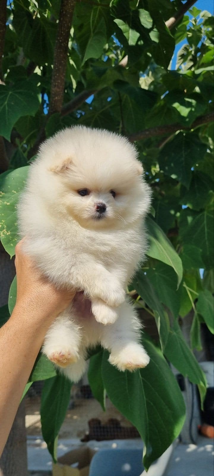 Pomeriaan pups, Particulier, Keeshond, Reu, 8 tot 15 weken