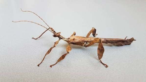 Mannelijke Australische flappentak, Wandelende tak