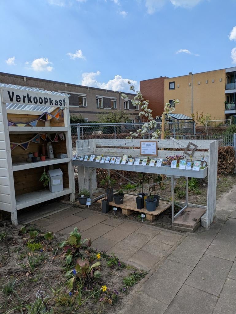 Tuinplantjes te koop, €0,75 per stuk, Ophalen, Volle zon, Vaste plant, Kruiden
