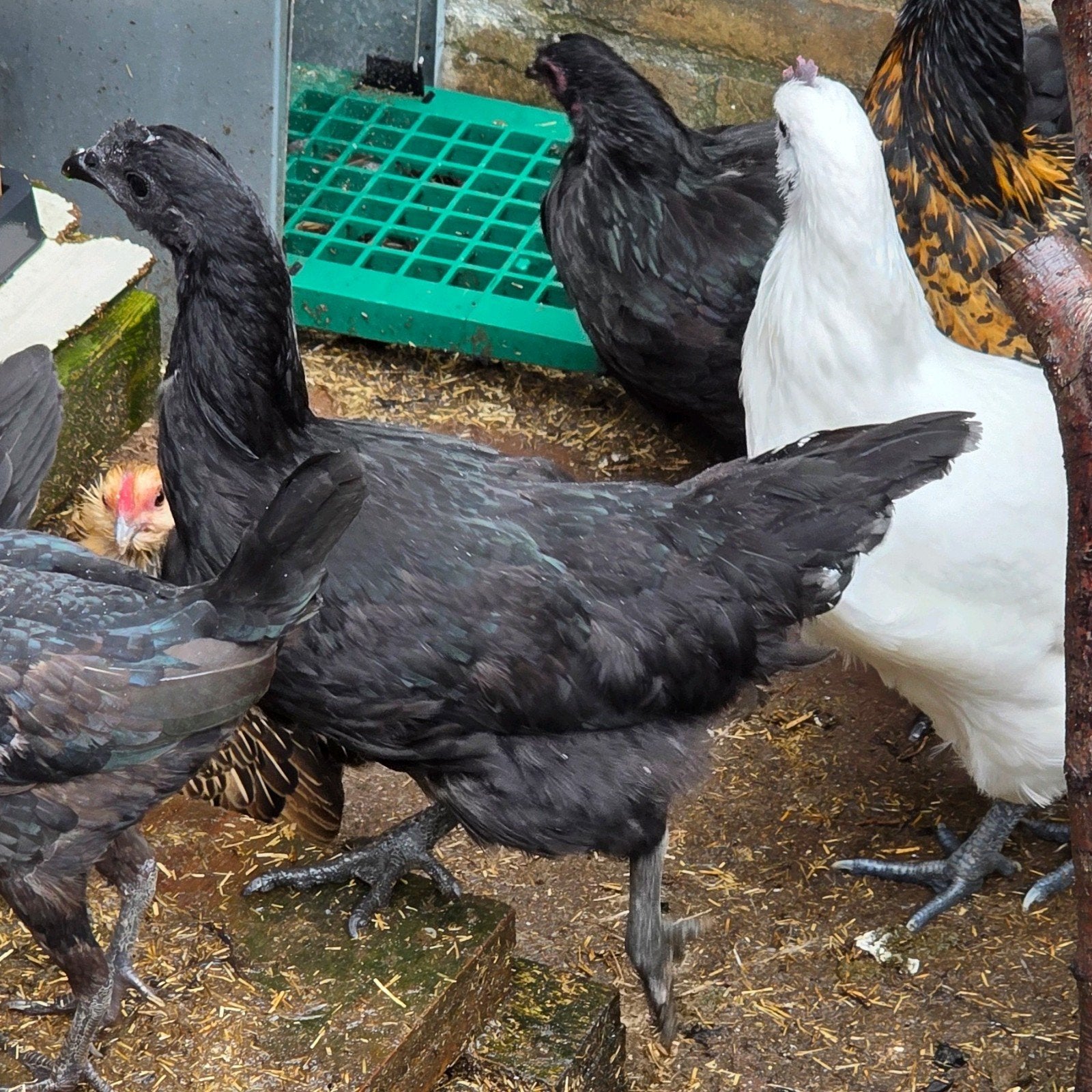 Zwarte Gà H’Mông hen – bijzonder ras – 5 maanden - €25, Vrouwelijk, Kip