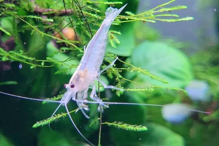 Snow White Amano garnalen 1,5 - 2 cm - Caridina shrimp, Kreeft, Krab of Garnaal, Zoetwatervis, Schoolvis