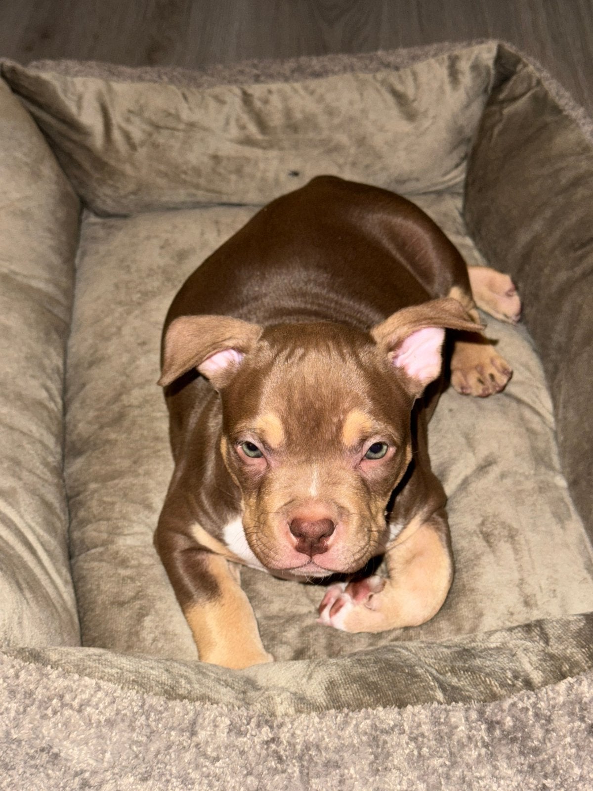 AMERICAN BULLY POCKET PUP + ABKC STAMBOOM, Parvo, 8 tot 15 weken, Teef, Bulldog