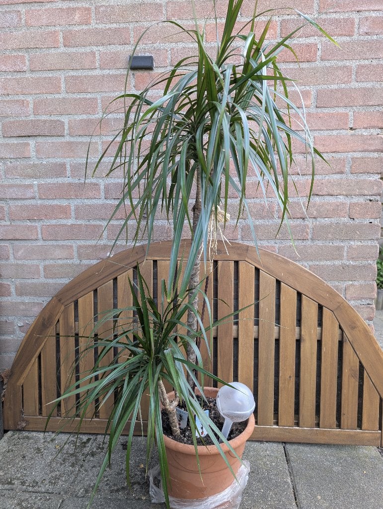 Marginata plant, Ophalen, 100 tot 150 cm, Overige soorten, Halfschaduw