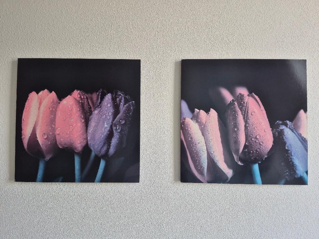 2 Schilderijen Tulpen Oranje Rood Paars 50x50cm, Ophalen of Verzenden