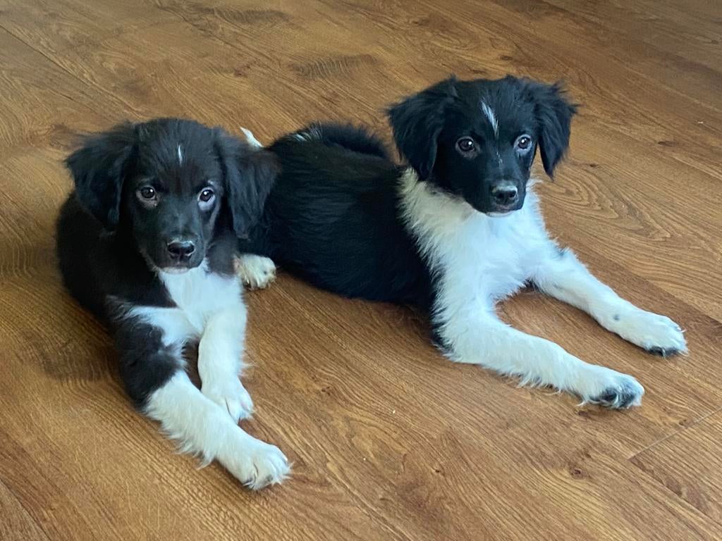 Hele vrolijke en speelse BORDER COLLIE x FRIES STABIJ pups, Parvo, Nederland, 8 tot 15 weken, Meerdere