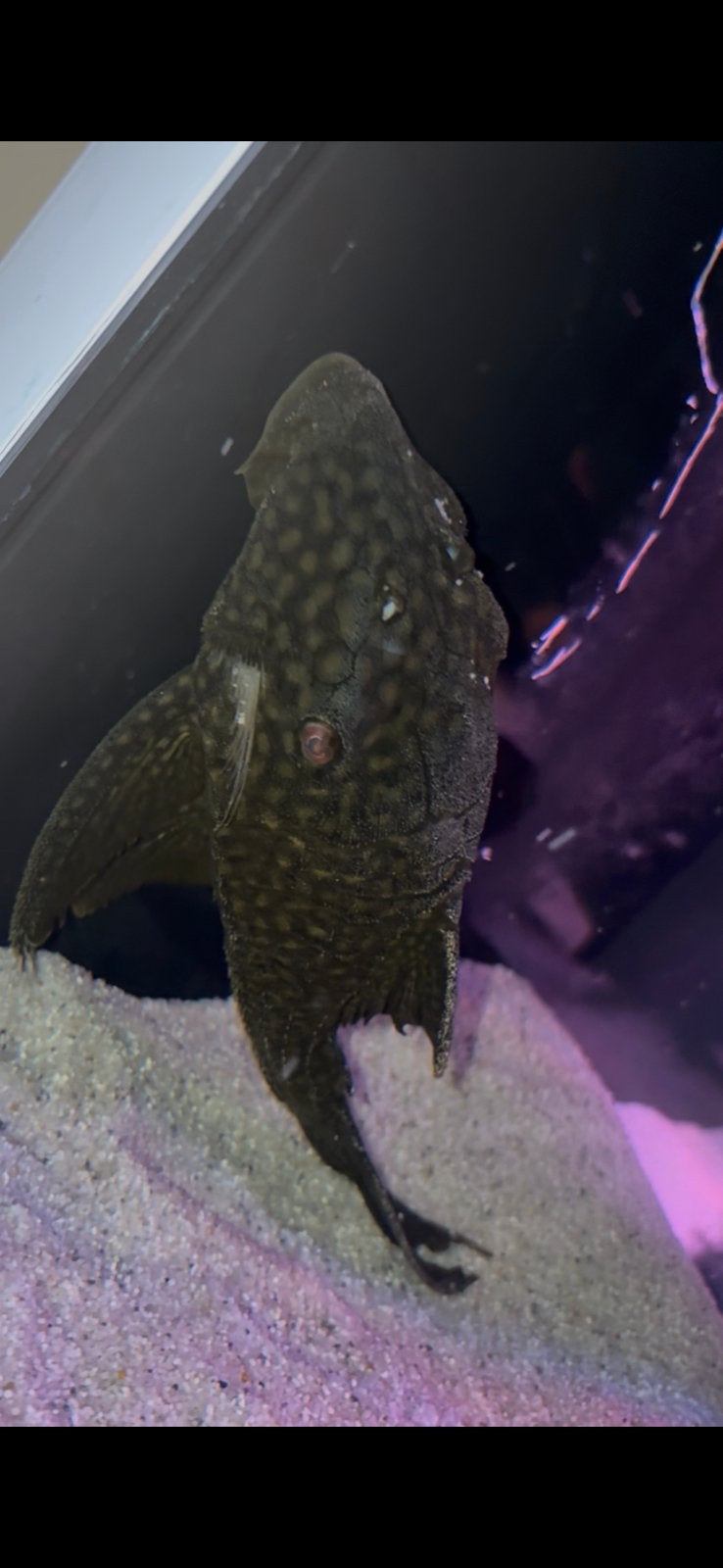L330 panaque pleco, Dieren en Toebehoren, Vissen | Aquariumvissen, Vis