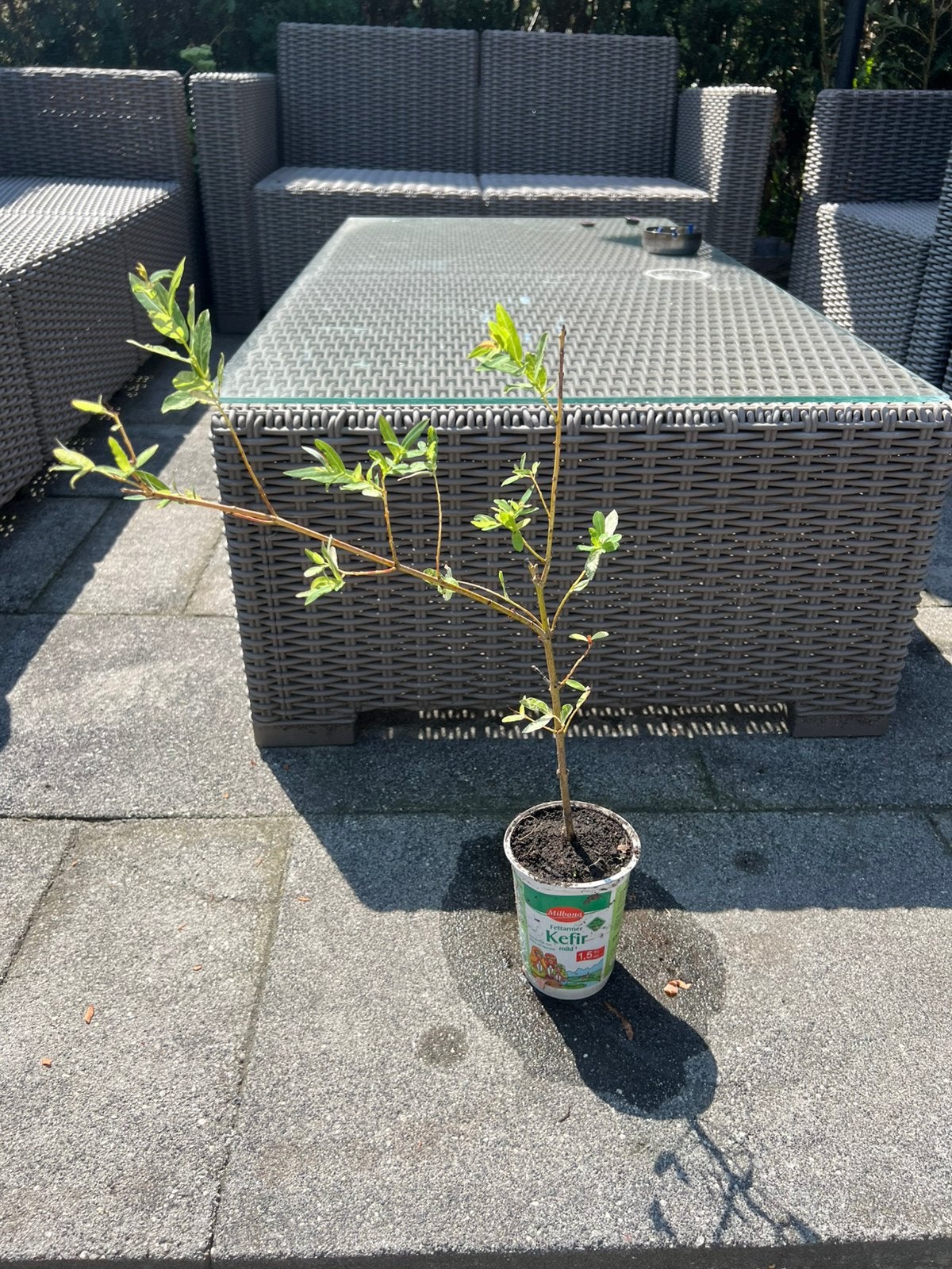 Salix Integra, Ophalen of Verzenden, Minder dan 100 cm, Overige soorten, Zomer