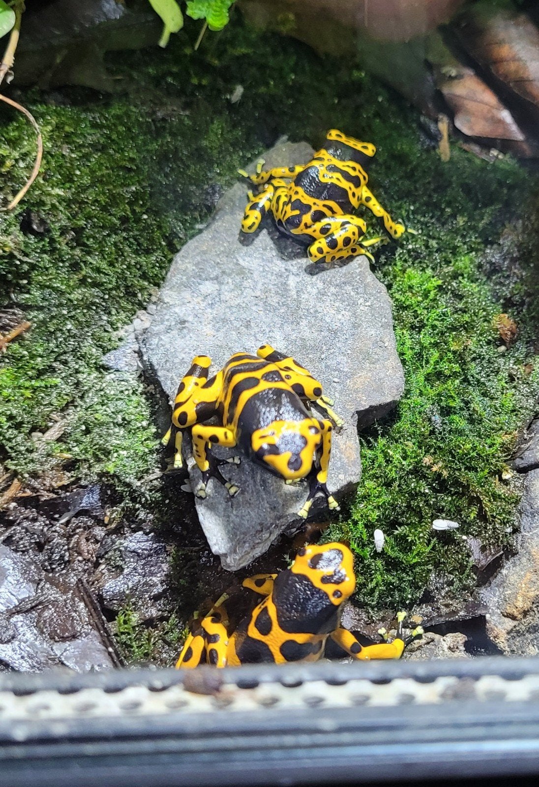 Dendrobates leucomela bolivar Frog photo 2