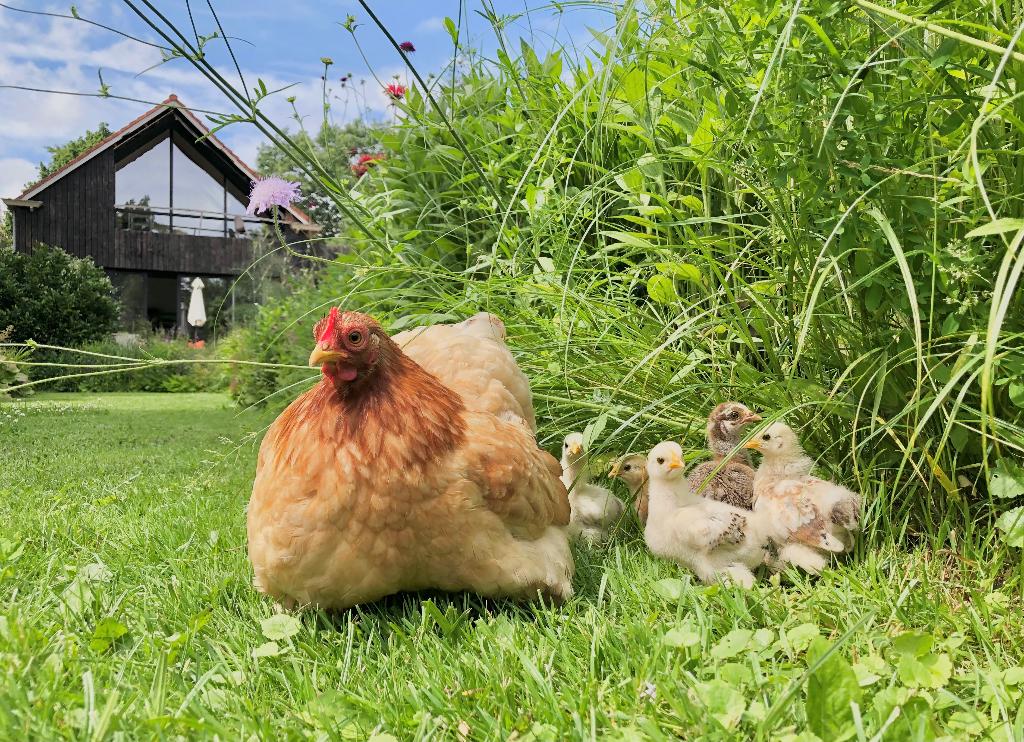 Cochin Kriel broedeitjes oa. Tarwe, Dieren en Toebehoren, Geslacht onbekend, Kip