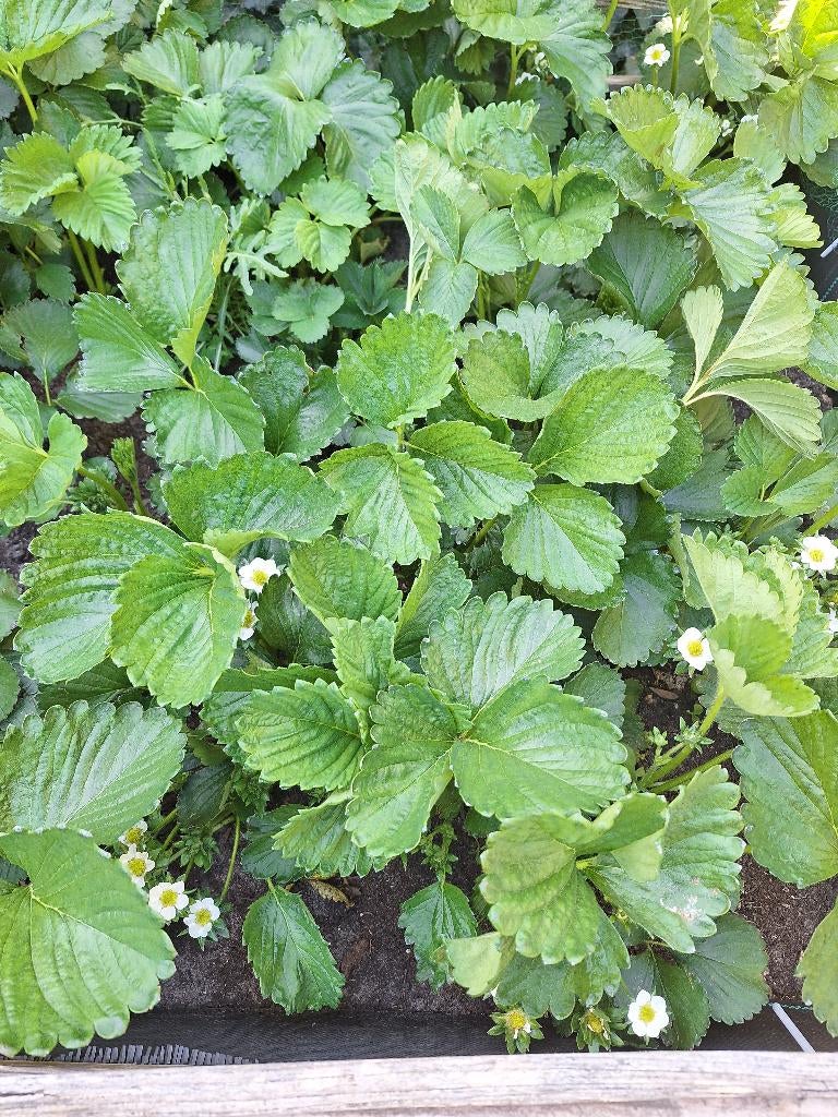 Bio aardbeien, aardbeienplanten, planten. 30 voor 18 euro., Tuin en Terras, Planten | Tuinplanten, Ophalen, Volle zon, Vaste plant