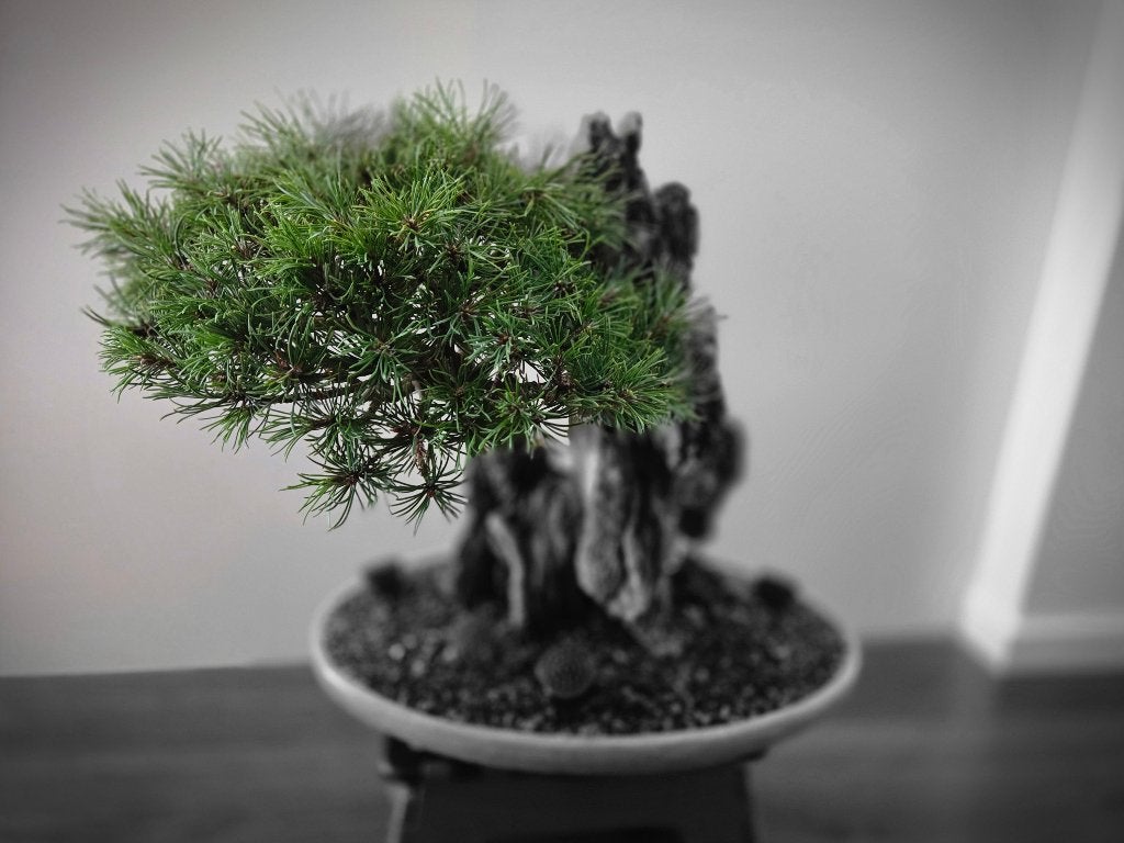 bonsai, Bloeit niet, Halfschaduw, Overige soorten, Minder dan 100 cm