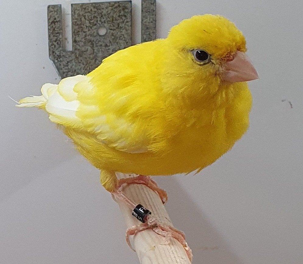 kanarie waterslager pop, Dieren en Toebehoren, Vogels | Kanaries, Vrouwelijk, Kleurkanarie