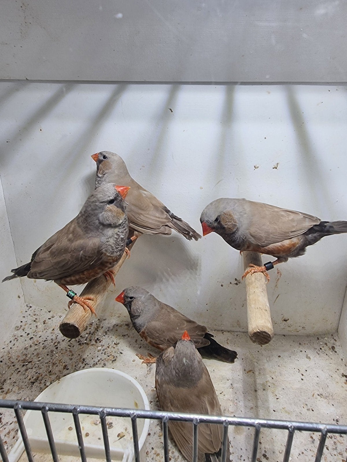 Te koop mannen poppen Charcoal Bleekrug & bruin, Meerdere dieren