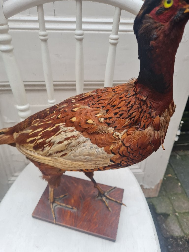 Opgezette fazant in zeer goede staat, Verzamelen, Ophalen of Verzenden, Zo goed als nieuw, Vogel, Opgezet dier