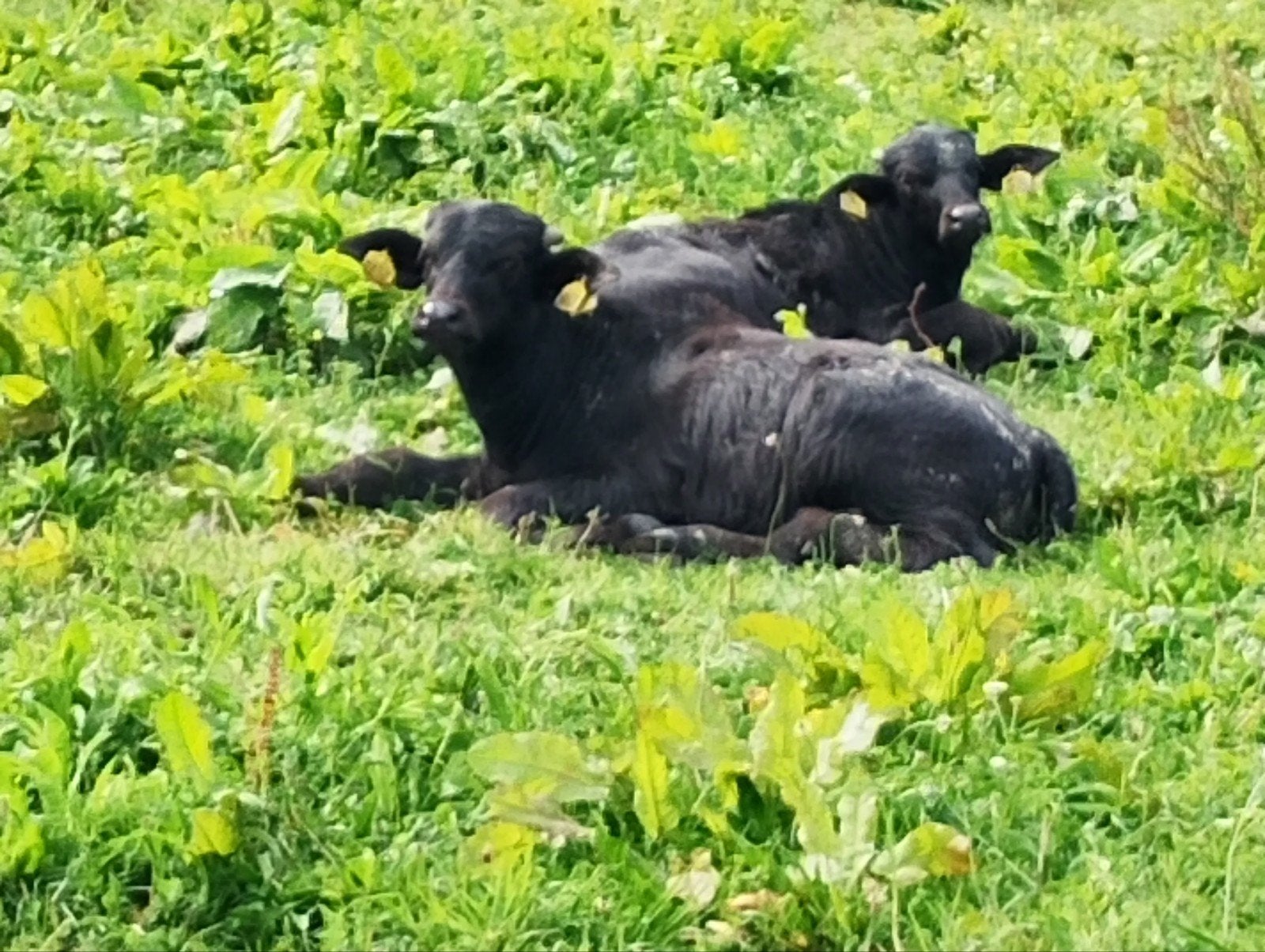 Te koop waterbuffels waterbuffels kalveren, Meerdere dieren