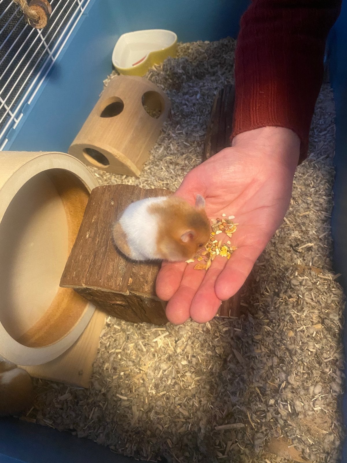 Goudhamster vrouwtje, Dieren en Toebehoren, Knaagdieren, Hamster, Mei, Meerdere dieren, Tam