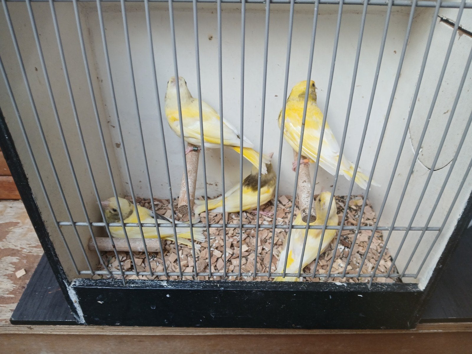 Bonte groenlingen, Meerdere dieren