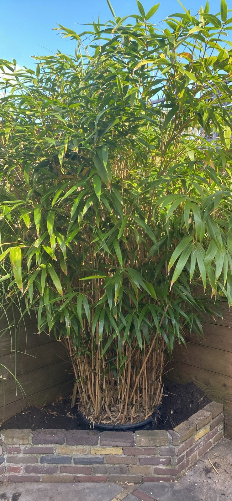 Grote Fargesia bamboe in kuip, Tuin en Terras, Vaste plant, Bloeit niet, Halfschaduw, Ophalen