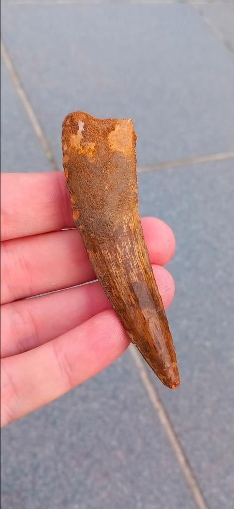Spinosaurus tand 8,6 cm uit Marokko dinosaurus fossiel, Ophalen of Verzenden, Fossiel