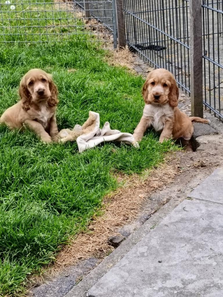 Engelse Cocker spaniel pups, Dieren en Toebehoren, Parvo, 8 tot 15 weken, Meerdere, Meerdere dieren