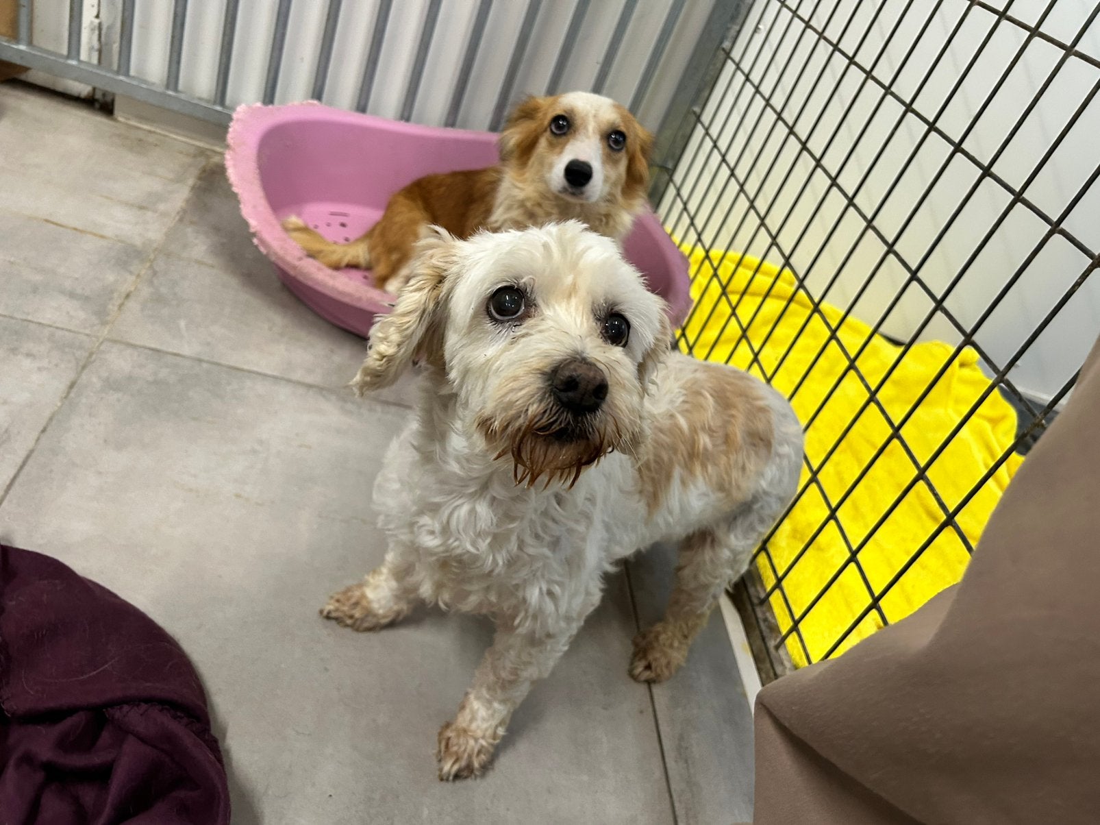 Lola, malteser mix meisje gest 11 jaar, Dieren en Toebehoren, 6 jaar of ouder, Maltezer, Particulier, Buitenland