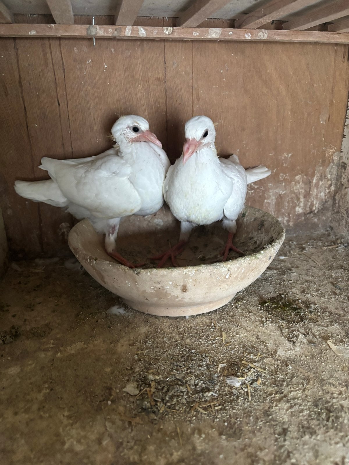 Jonge Witte postduiven, Meerdere dieren, Postduif