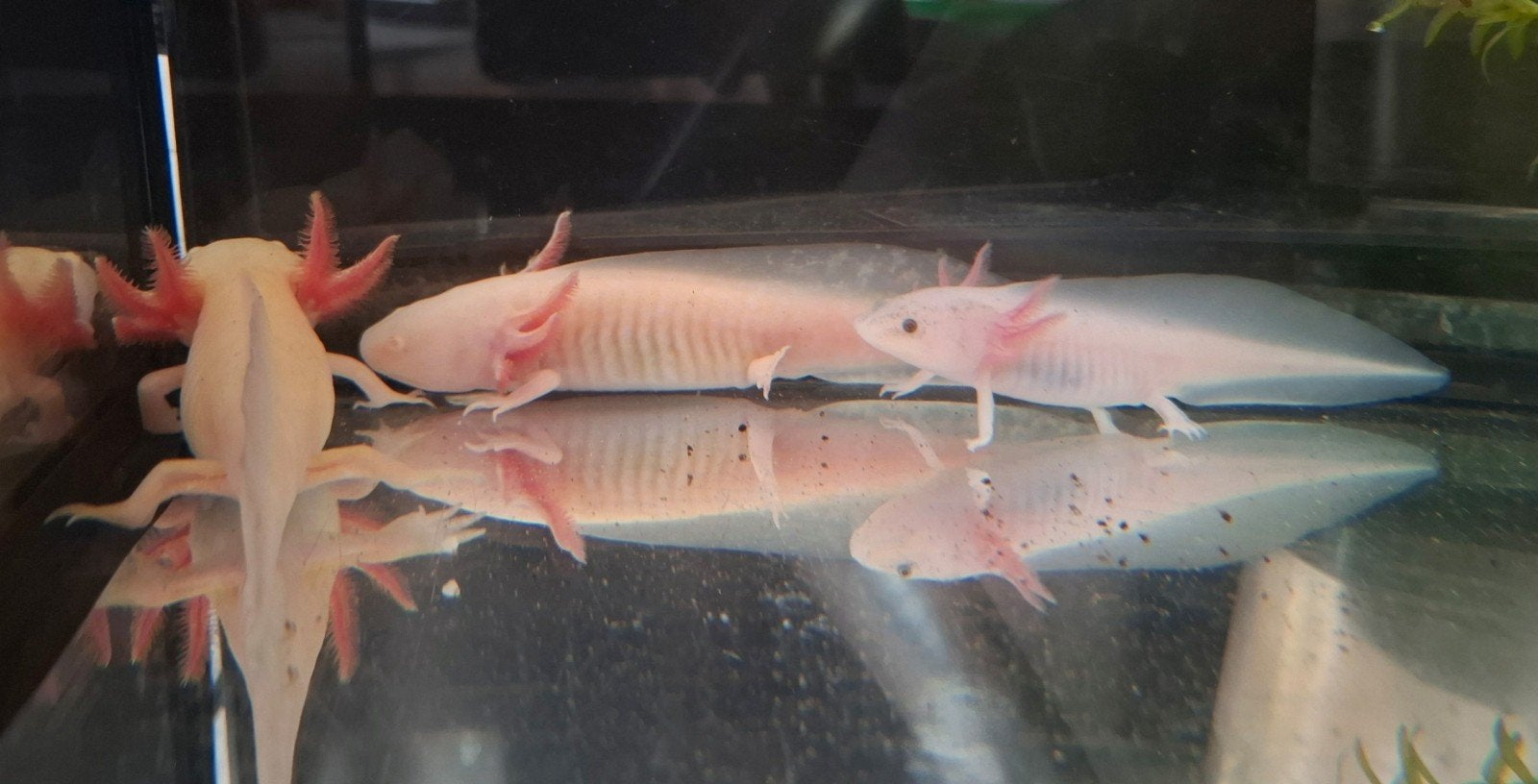 axolotl's baby's