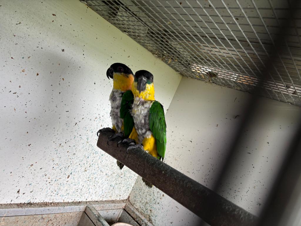 Koppel palida 2016, Meerdere dieren, Parkiet