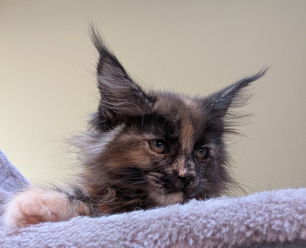 nog 1 mooi maine coon poesje, Poes, Ontwormd, 0 tot 2 jaar
