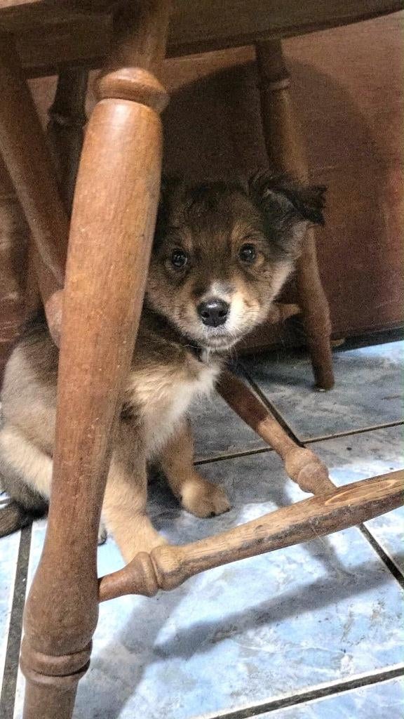 BROWNY, LIEF, KLEIN, PUPPENKIND, ZOEKT EEN SERIEUS BAASJE(S), 15 weken tot 1 jaar, Teef, Parvo, Eén hond