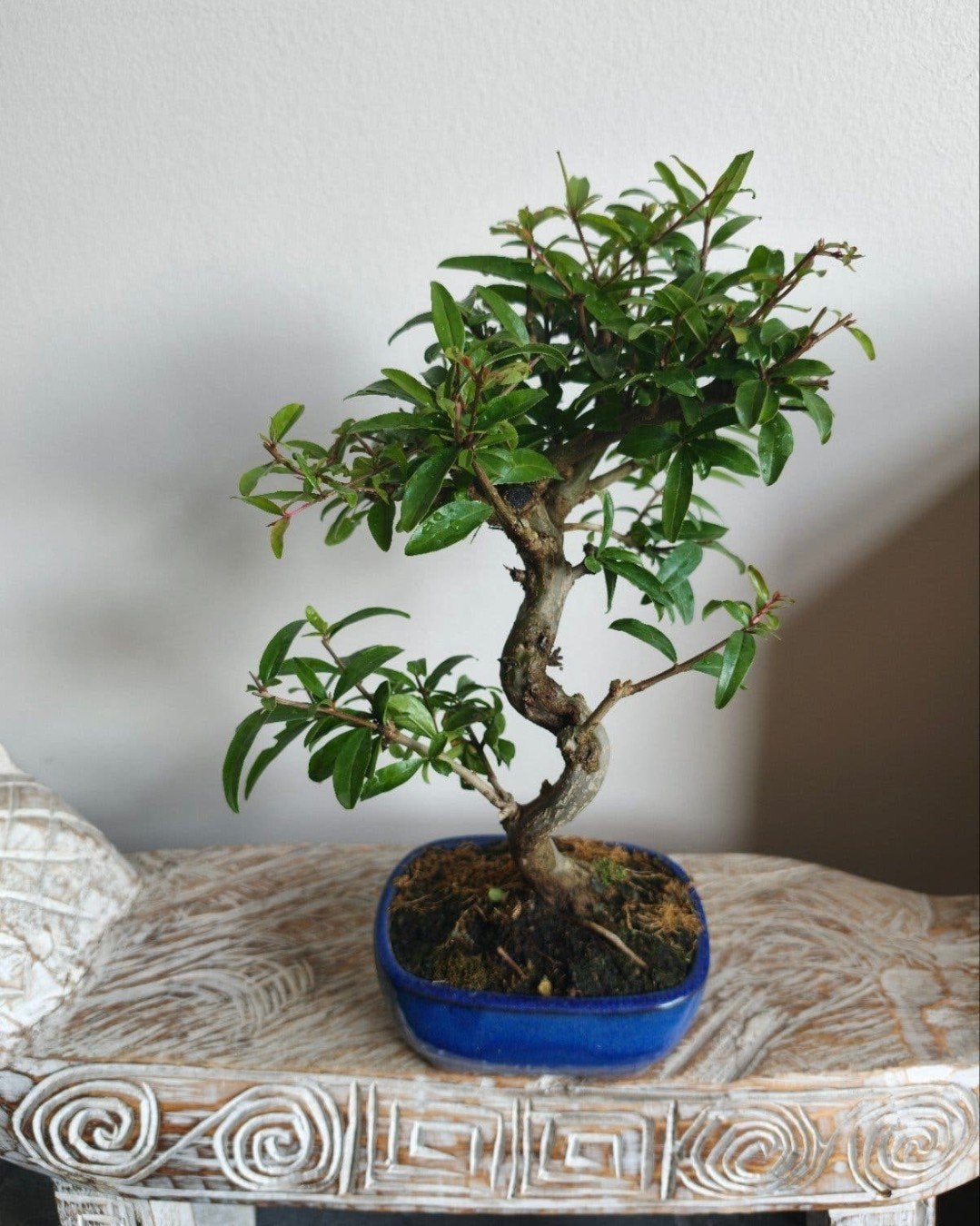 Punica Granatum granaatappel bonsai, Bloeit niet, Halfschaduw, Minder dan 100 cm, Overige soorten