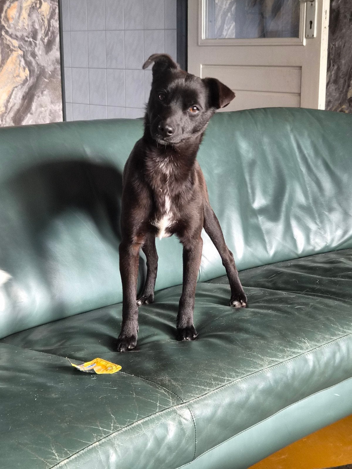 Gastgezin gezocht voor reu van 15 maanden, 1 tot 2 jaar, Parvo, Eén hond, Nederland