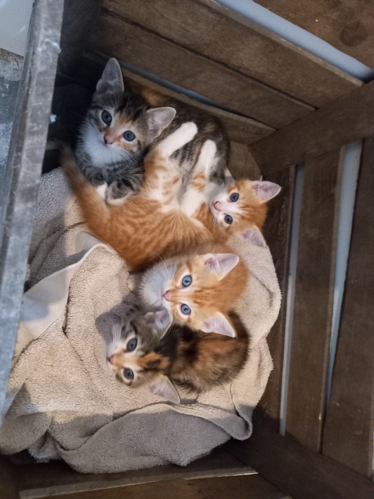 4 lieve boerderij  kittens te koop, Dieren en Toebehoren, Katten en Kittens | Overige Katten, Meerdere dieren, Kortharig, 0 tot 2 jaar