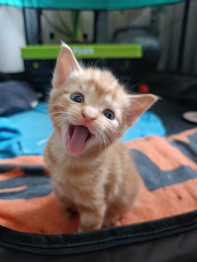 kittens, Meerdere dieren, Kortharig, 0 tot 2 jaar