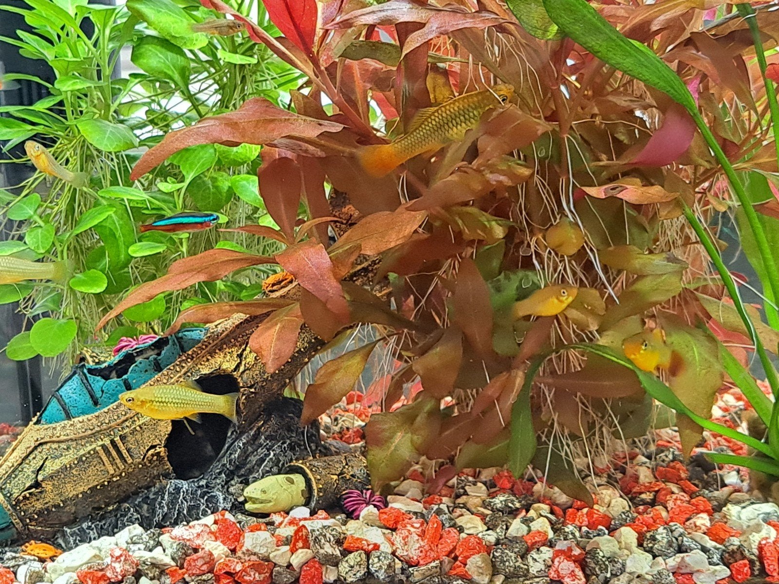 Platy visjes oranje, Dieren en Toebehoren, Vissen | Aquariumvissen, Vis