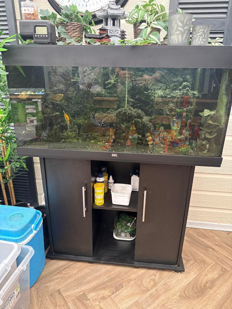 Juwel aquarium (led)  100x50x40 + meubel, Dieren en Toebehoren, Vissen | Aquaria en Toebehoren, Juwel, Inclusief vissen, Ophalen of Verzenden
