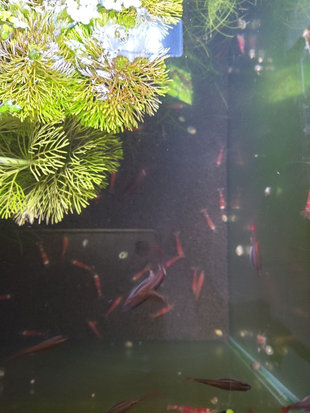 Chinese Danio's, Vis