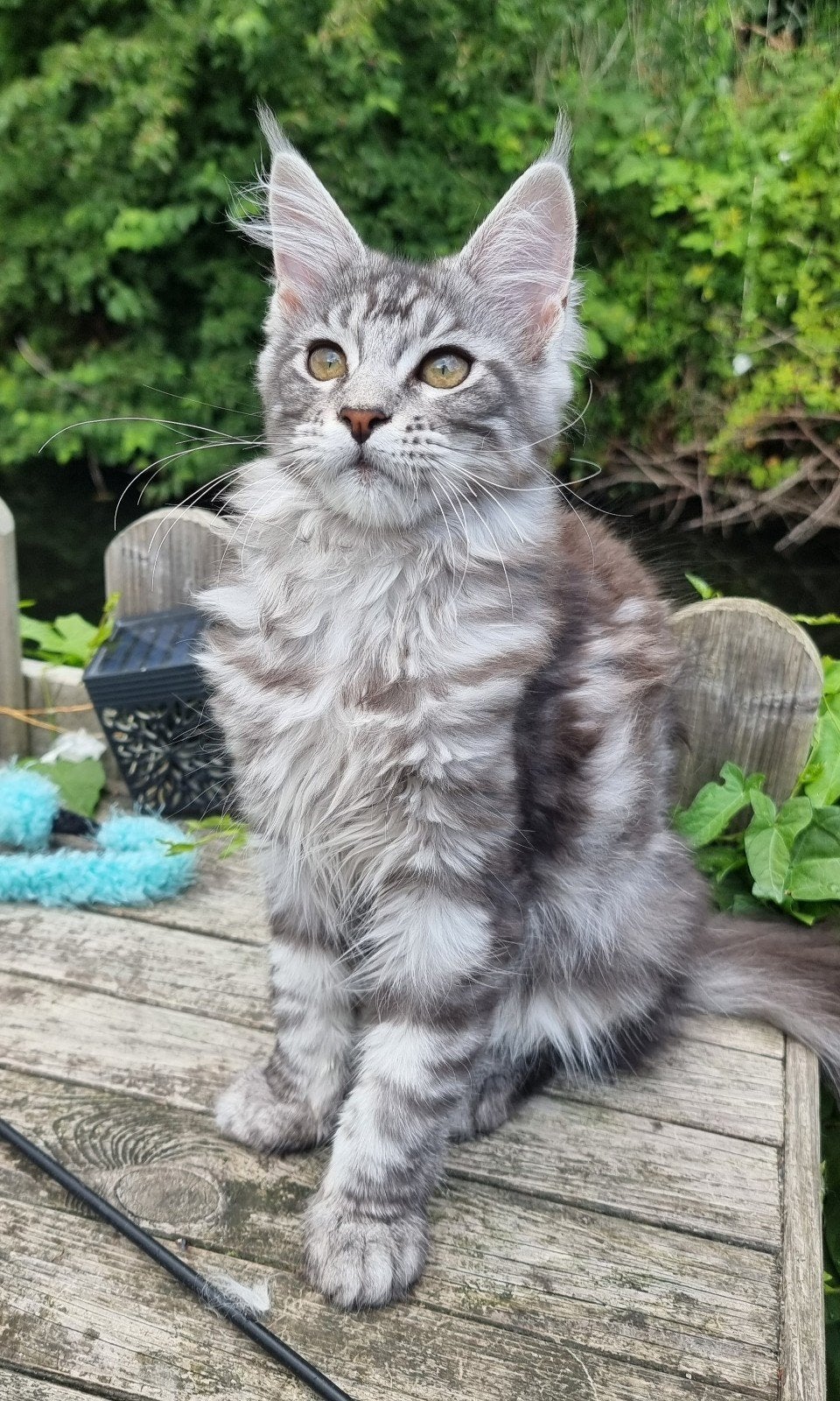 MAINE COON KITTENS 2  MOOIE POESJES, Dieren en Toebehoren, Meerdere dieren, Gechipt