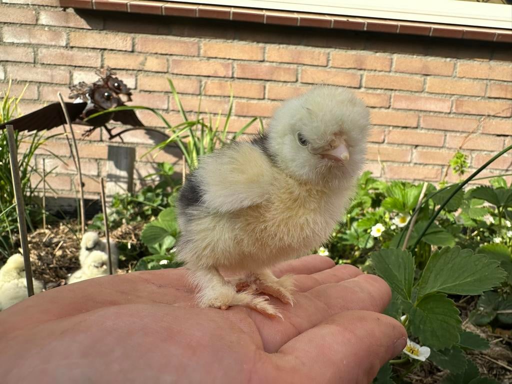 USA zijdehoen hennetjes 1 week oud, geent tegen Marek, Dieren en Toebehoren, Pluimvee, Vrouwelijk, Kip