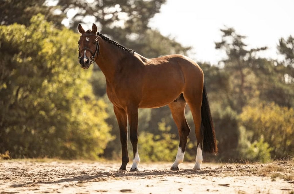 pony, Dieren en Toebehoren, Pony's, Ruin, Dressuurpony, 7 tot 10 jaar, D pony (1.37m tot 1.48m)
