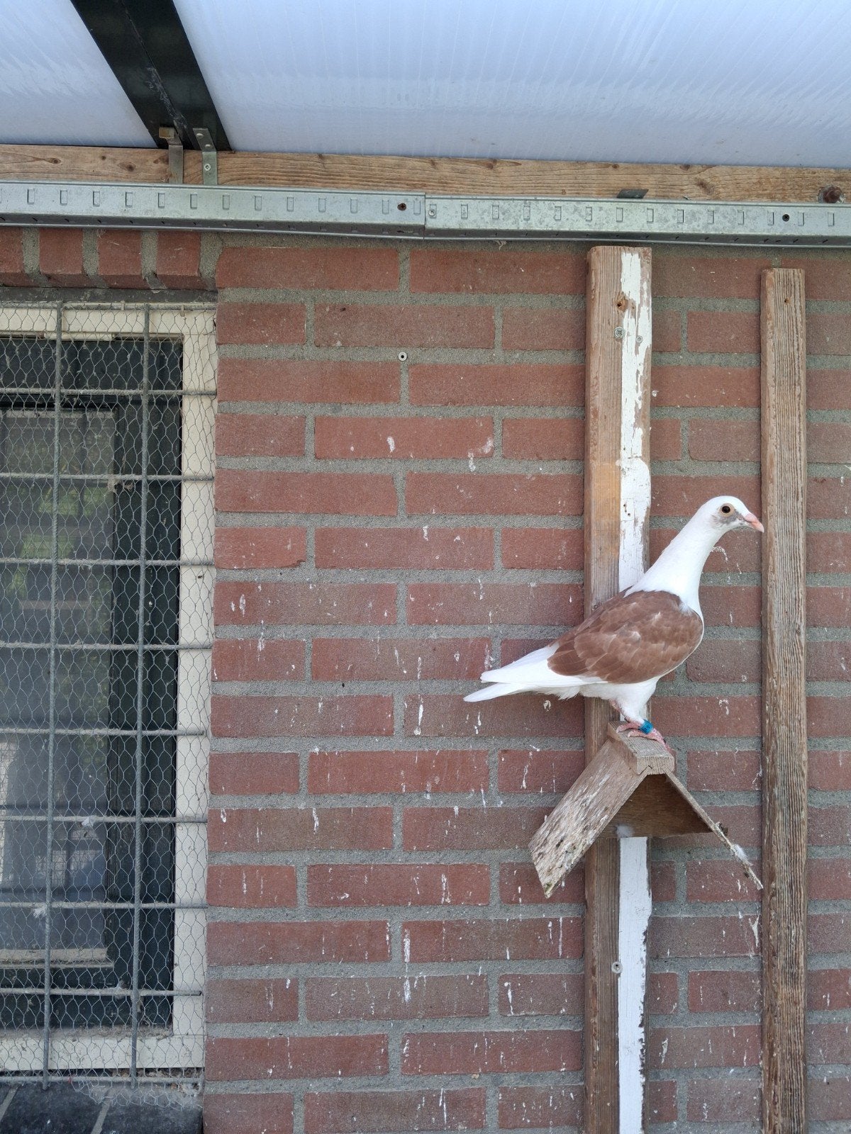2 rood bonte postduiven, Dieren en Toebehoren, Vogels | Duiven, Meerdere dieren, Postduif