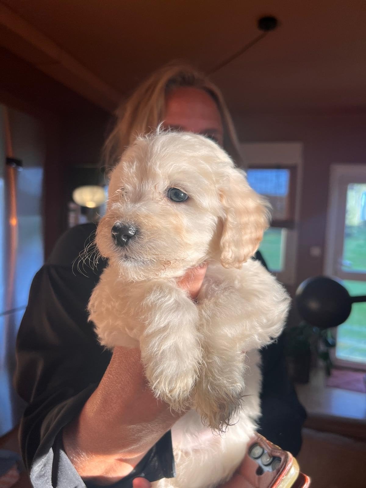 leuke lieve doodle pups, Overige rassen, 8 tot 15 weken, CDV (hondenziekte), Meerdere