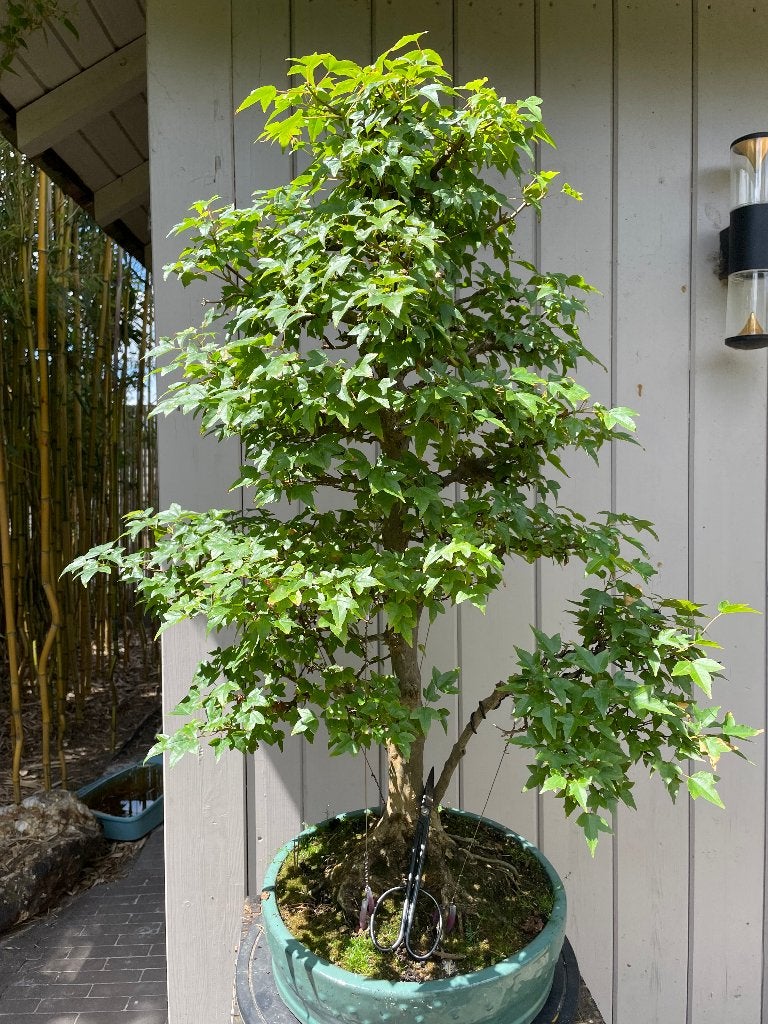 Acer buergerianum bonsai, Ophalen, Bloeit niet, Halfschaduw, Overige soorten