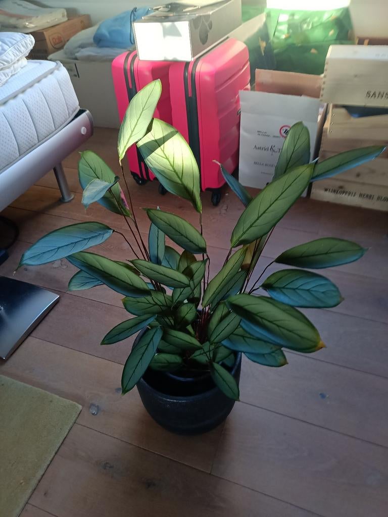 Kamerplant Gebedsplant, Ophalen, Halfschaduw, Minder dan 100 cm