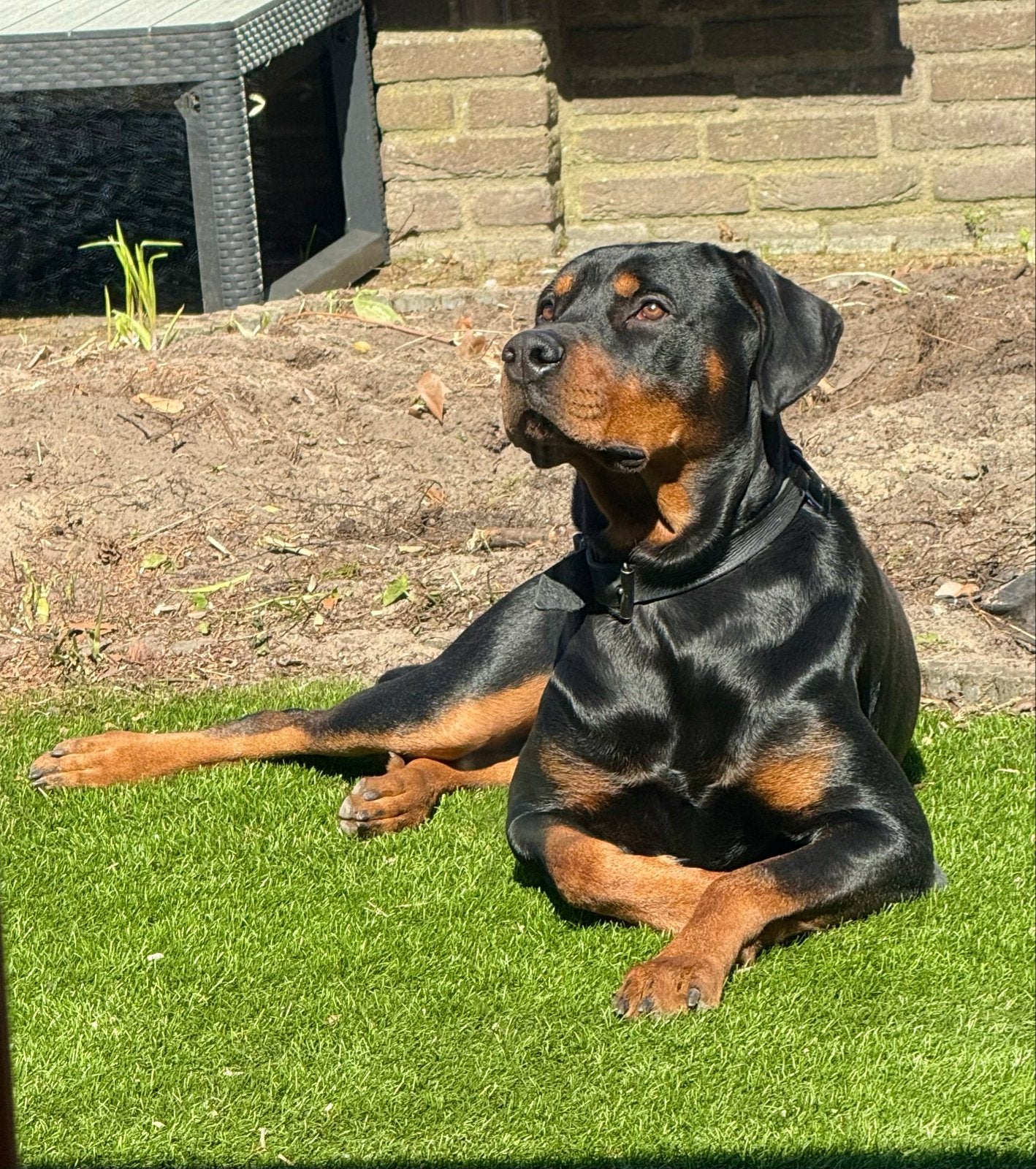 Rottweiler x Dobermann Dekreu, Niet te koop!, Reu, 1 tot 2 jaar, Parvo, Eén hond