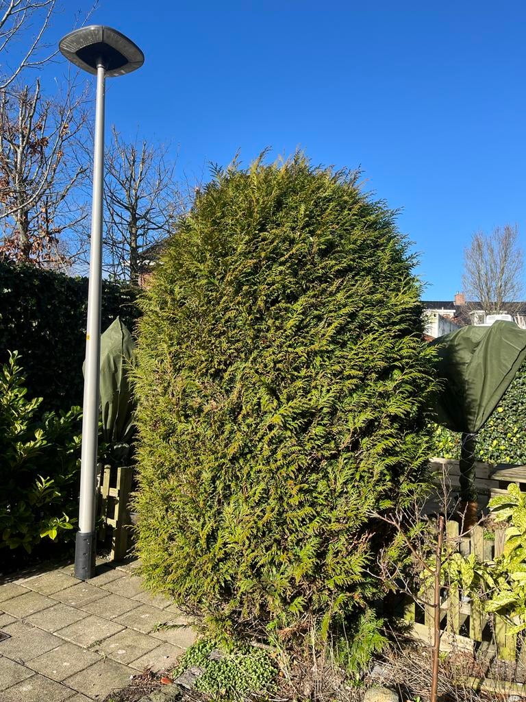 Gezonde conifeer van 2.5 meter, gratis af te halen, Ophalen, Conifeer, Struik, 250 cm of meer