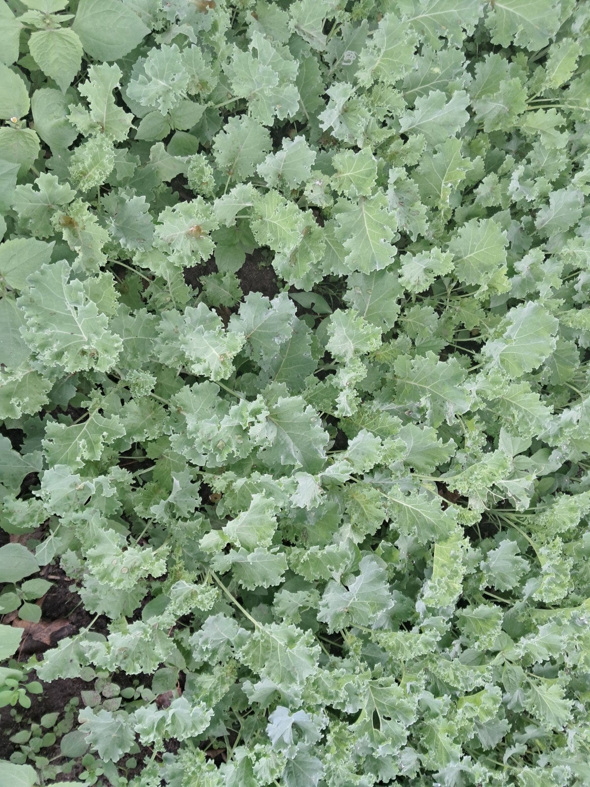 boerenkool planten, Ophalen, Overige soorten, Minder dan 100 cm