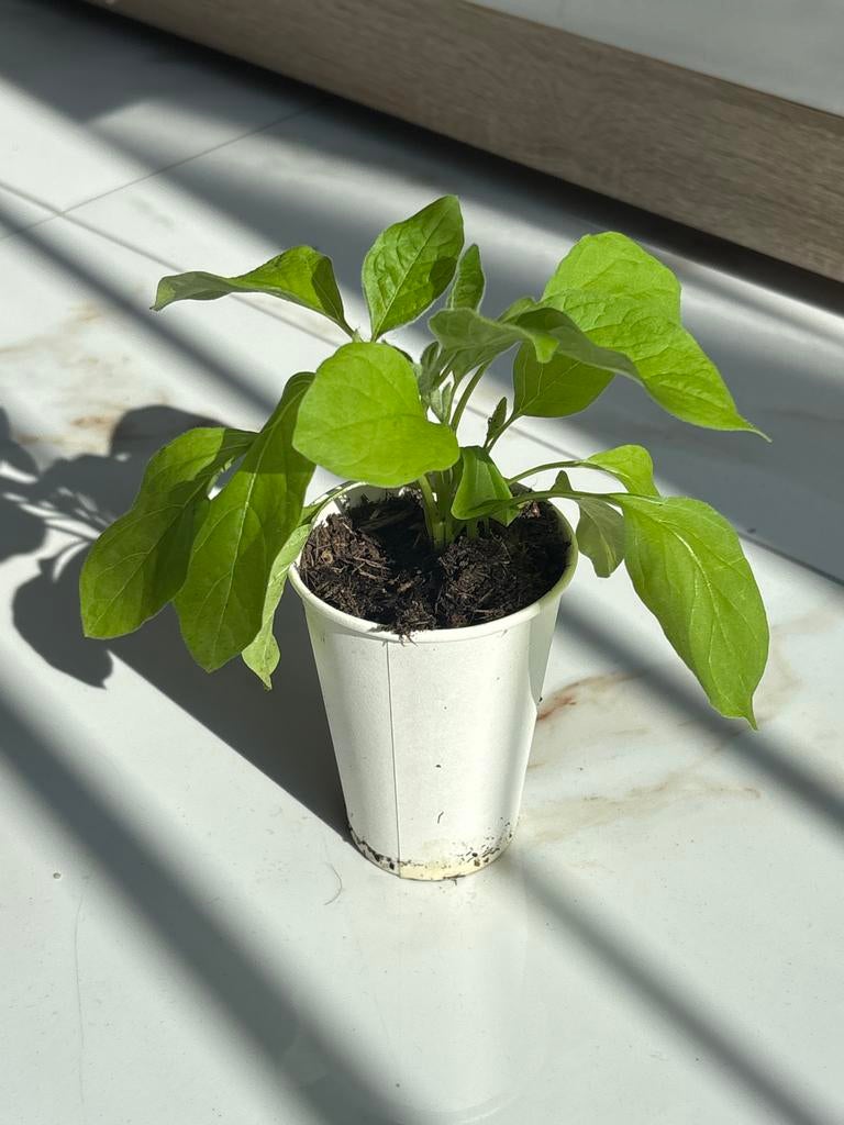 Biologische Aubergine Plantjes - Zelf Gekweekt, Ophalen, Volle zon, Groenteplanten, Eenjarig