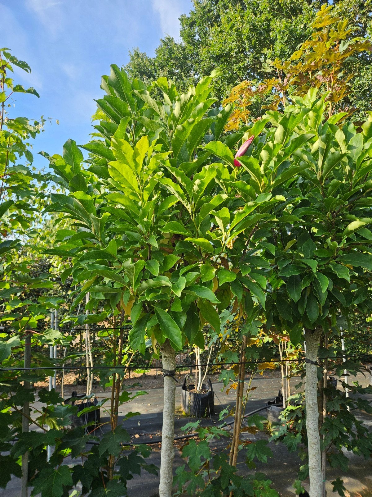 magnolia 'Susan' op stam te koop!, Halfschaduw, Lente, 100 tot 250 cm, Ophalen