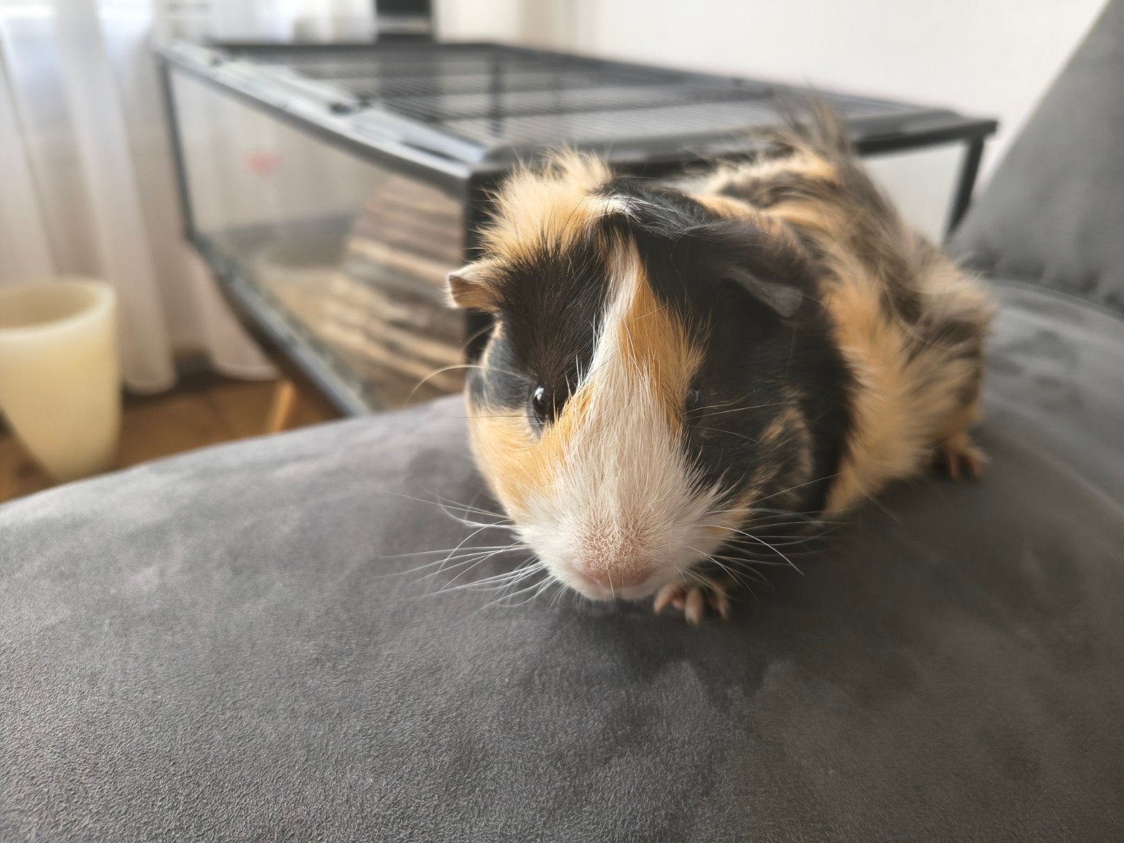 Lief mannetje cavia zoekt gouden mandje (gratis), Dieren en Toebehoren, April, Mannelijk, Cavia